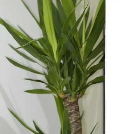 Casa Romeo ゲストハウス ナポリ